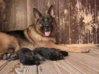 /album/frst-days/stenka-b-vrh-031-jpg/